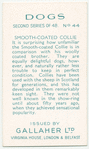 Smooth-coated Collie.