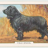 Field Spaniel.
