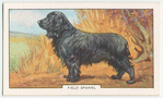Field Spaniel.