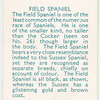 Field Spaniel.