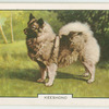 Keeshond.