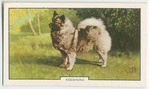 Keeshond.