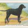 Curly-coated Retriever.