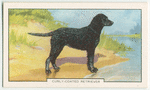 Curly-coated Retriever.