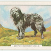 Scotch Bearded Collie.