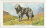 Scotch Bearded Collie.