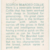 Scotch Bearded Collie.