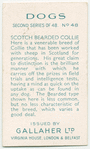 Scotch Bearded Collie.