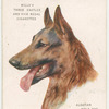 Alsatian Wolf Dog.
