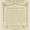 Alsatian Wolf Dog.