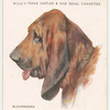 Bloodhound.