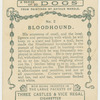 Bloodhound.