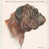 Bulldog.
