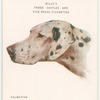 Dalmatian.