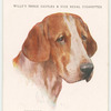 Foxhound.