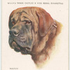 Mastiff.