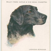 Labrador Retriever.