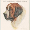St. Bernard.
