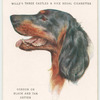 Gordon or Black and Tan Setter.