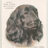 Field Spaniel.