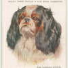 King Charles Spaniel.