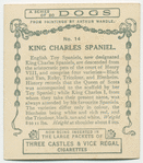 King Charles Spaniel.