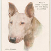 Bull-Terrier.