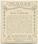 Bull-Terrier.