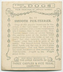 Smooth Fox-Terrier.