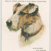Wire-Haired Fox-Terrier.