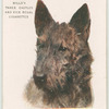 Scottish Terrier.