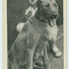 The Irish terrier