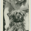 The Yorkshire terrier