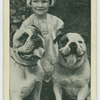 The bull-dog