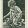 Bull-dog puppies