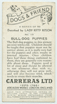 Bull-dog puppies