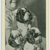 Cocker spaniel puppies