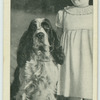 The springer spaniel