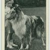 The Collie