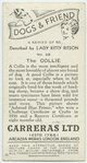 The Collie