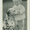 The Dalmatian