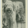 The Old English sheepdog