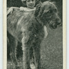 The Irish wolf-hound