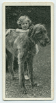 The Irish wolf-hound