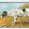 Fox Terrier - selecting a dog.