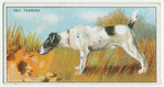 Fox Terrier - selecting a dog.
