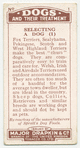 Fox Terrier - selecting a dog.