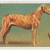 Great Dane - selecting a dog.