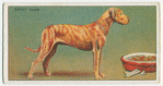 Great Dane - selecting a dog.