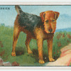 Airedale Terrior - hints for dog-owners.